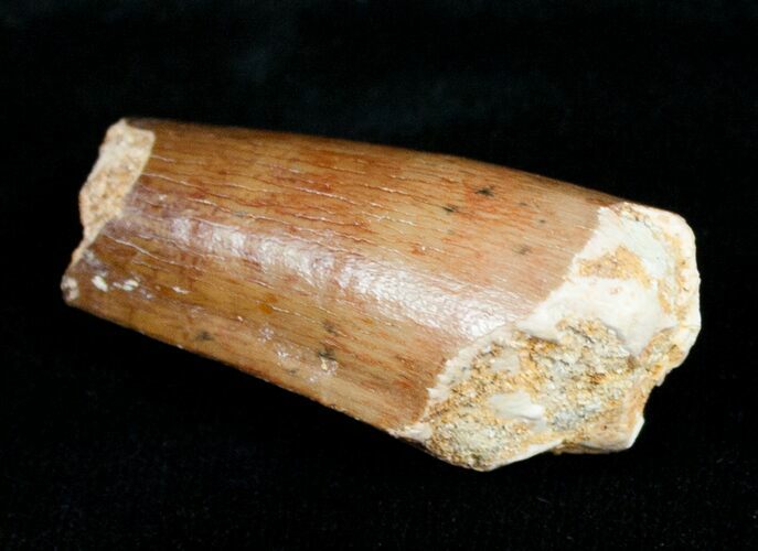 Bargain Spinosaurus Tooth - / inches #4476